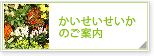 かいせいせいかのご案内